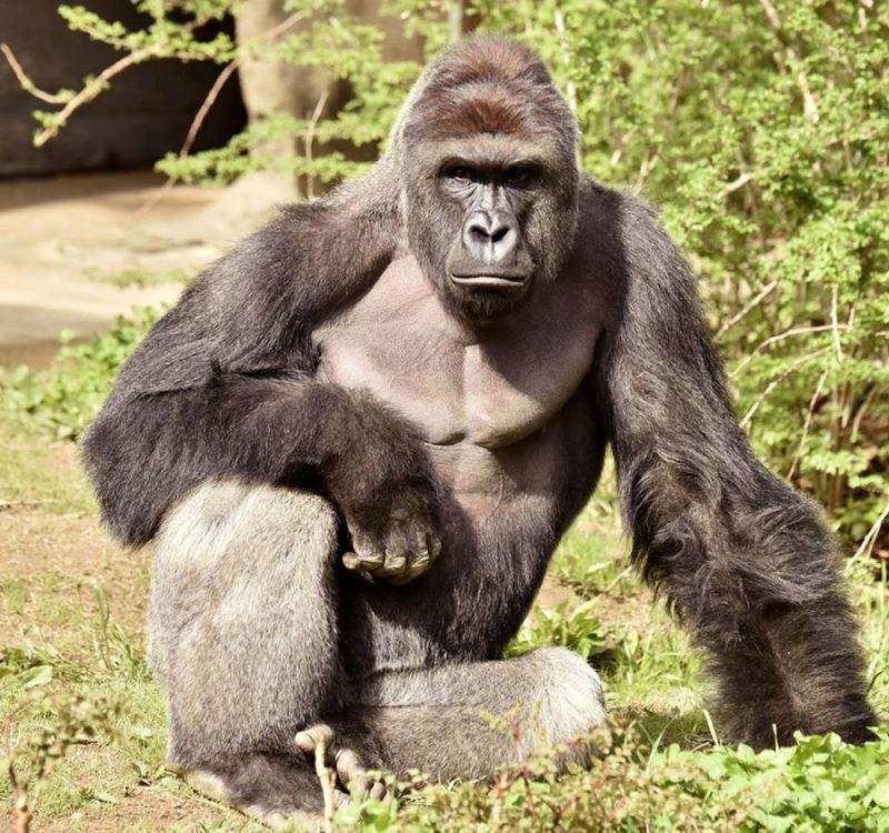 The mishap at Cincinnati Zoo